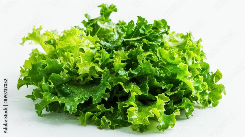 Fresh Green Lettuce on a White Background Fresh Green Lettuce on a White Background