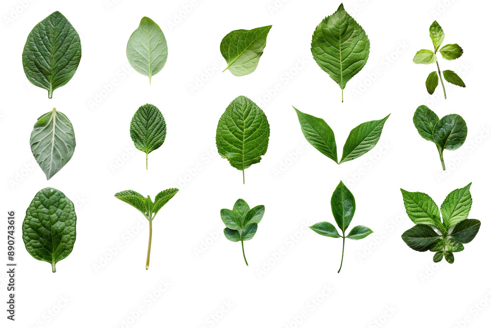 Collection of fresh green leaves, separated on a pristine white background, showcasing their various shapes and textures