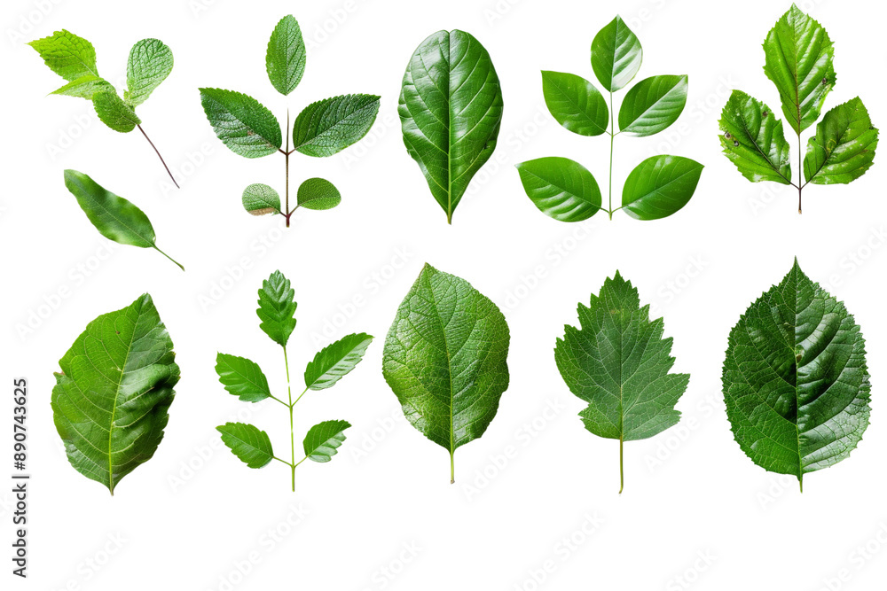 Collection of fresh green leaves, separated on a pristine white background, showcasing their various shapes and textures Collection of fresh green leaves, separated on a pristine white background, showcasing their various shapes and textures