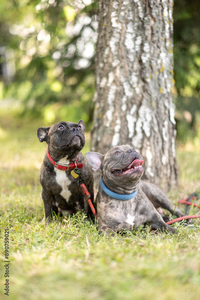 Two adult French Bulldog dogs are sitting on the grass