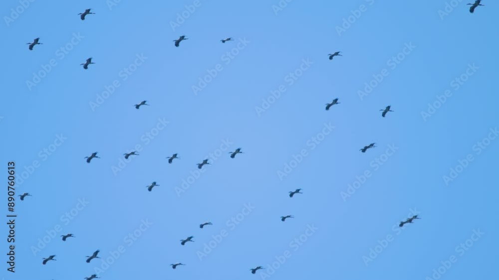 Birds circling in the blue sky overhead. Flock of birds high in the sky, silhouette. View from below Birds circling in the blue sky overhead. Flock of birds high in the sky, silhouette. View from below