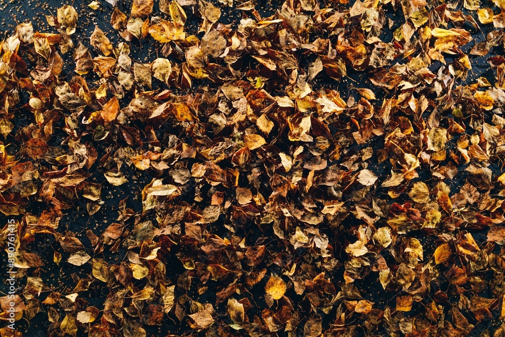 abstract dried leaves on black background abstract dried leaves on black background