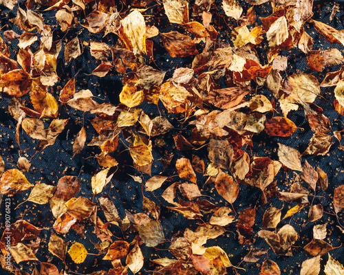 abstract dried leaves background, close-up view