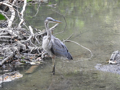 A great blue heron standing in the wetland waters of Paxton Creek. Wildwood Park, Dauphin County, Harrisburg, Pennsylvania. photo