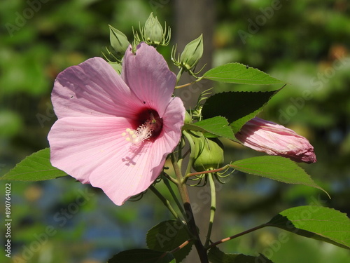 Tablou pe pânză Pink swamp rose mallow bloomed within the wetlands of Wildwood Park, Dauphin County, Harrisburg, Pennsylvania