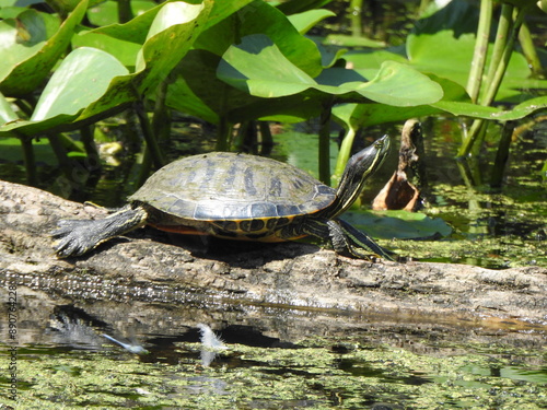 A semi-aquatic turtle, basking in the sun, within the wetlands of Wildwood Park, Dauphin County, Harrisburg, Pennsylvania. photo