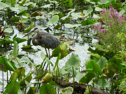 A great blue heron living within the wetlands of Wildwood Park, Dauphin County, Harrisburg, Pennsylvania.