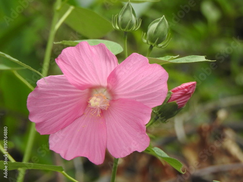 Pink swamp rose mallow bloomed within the wetlands of Wildwood Park, Dauphin County, Harrisburg, Pennsylvania