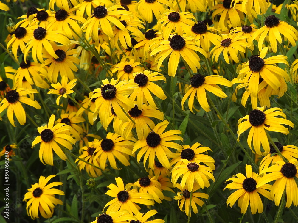 Black-eyed Susans bloomed within Wildwood Park, Dauphin County, Harrisburg, Pennsylvania. Natural background. Black-eyed Susans bloomed within Wildwood Park, Dauphin County, Harrisburg, Pennsylvania. Natural background.
