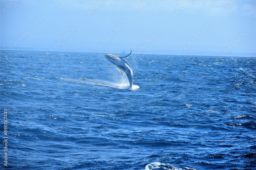 Naklejka premium Humpback whale breaching