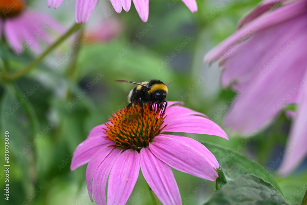 Bumblebee Bumblebee