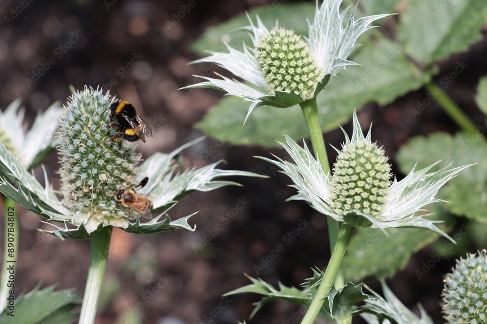 Eryngium gigantheum blooming plant and bumble bee insect close up Eryngium gigantheum blooming plant and bumble bee insect close up