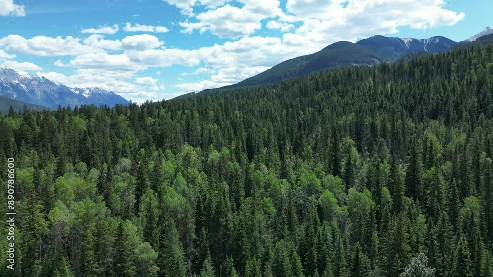 fly drone above lush green pine woods with beautiful blue sky and huge mountains standing tall at the background. the texture of the tress refreshing and release from stressful life. nature landscape fly drone above lush green pine woods with beautiful blue sky and huge mountains standing tall at the background. the texture of the tress refreshing and release from stressful life. nature landscape