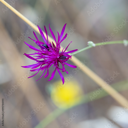 A False Saw Wort in a Meadow photo