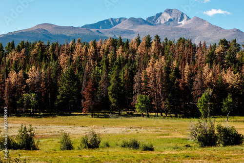 Mountain Pine Beetle infestation is evident in the Upper Beaver Meadows area of Rocky Mountain National Park, Colorado, as the infected trees contrast with the living trees in the morning sunlight  photo