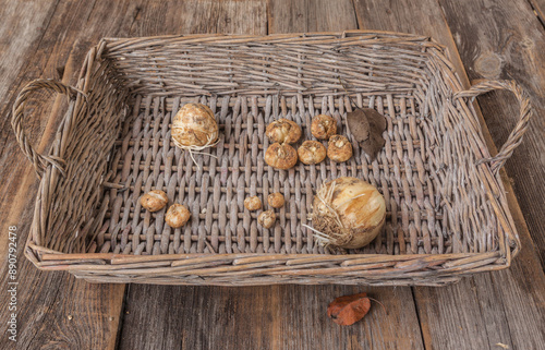 Fritillaria bulbs   on a wicker tray. photo