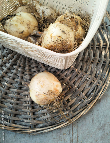 Set bulbs  of decorative allium  on a wicker circle