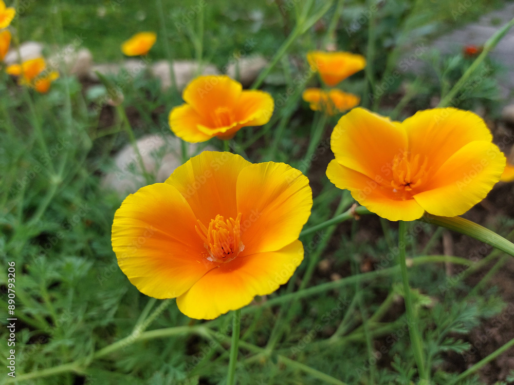 yellow and orange poppy. California poppies bloom yellow and orange poppy. California poppies bloom