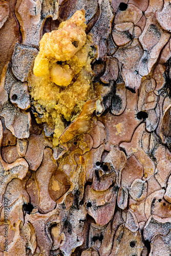 A pitch tube of a mountain pine beetle infected (an ultimately dead) ponderosa pine tree within the Upper Beaver Meadows area of Rocky Mountain National Park, Colorado. photo