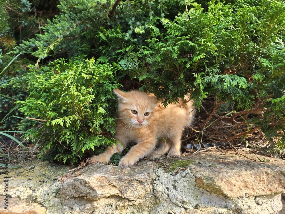 Naklejka premium red kitten