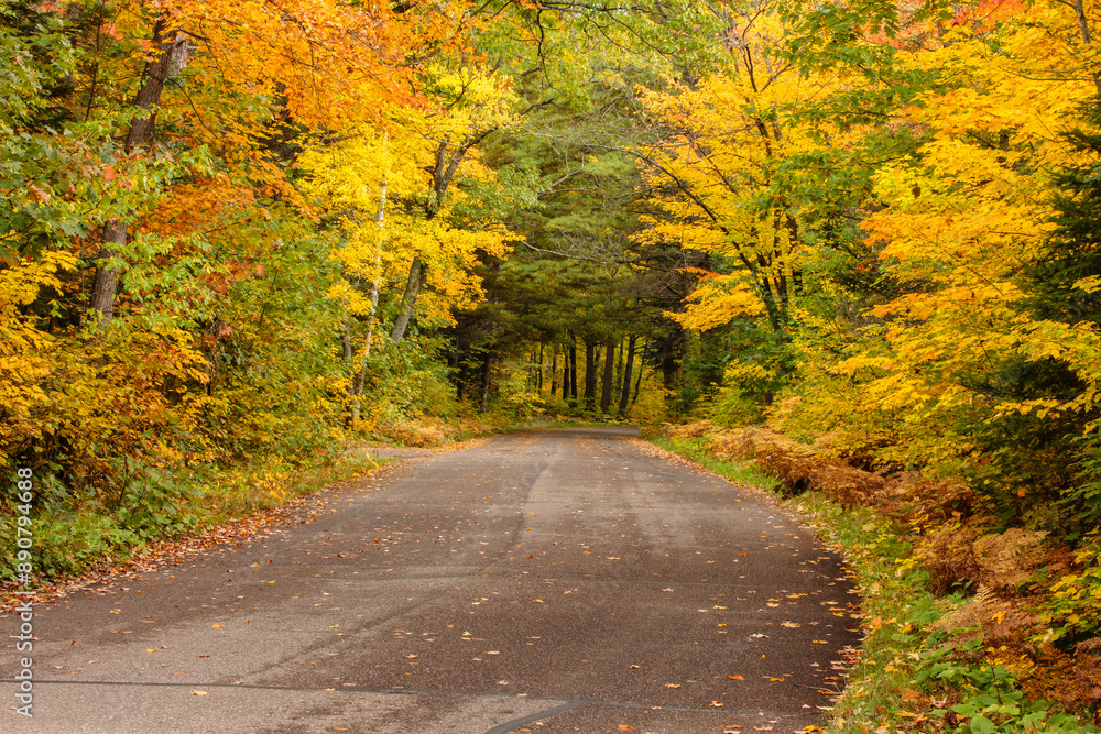 Obraz premium The changing colors of the autumn northwoods contrast with the tree trunks along the campground road within the Crystal Muskellunge State Park, near Sayner, Wisconsin on a late September afternoon.