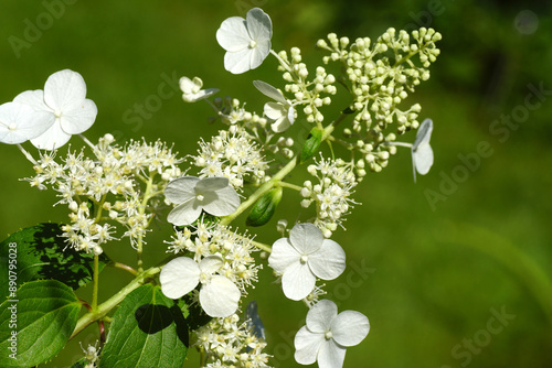 White flowers of the Hortensia, Hydrangea Paniculata Kyushu. Family Hydrangeaceae. Faded Dutch garden, summer, July.	