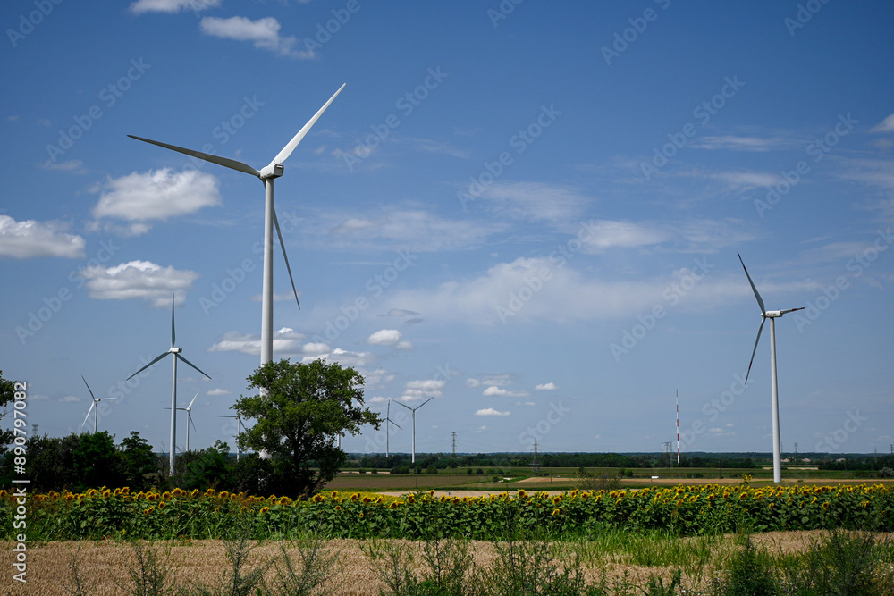Sunflowers growing in a field with wind turbines generating clean energy on a sunny day