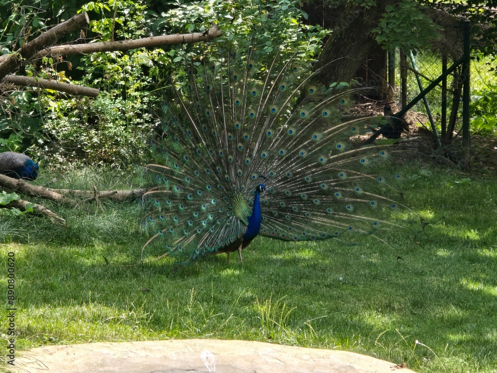 Obraz premium peacock in the park