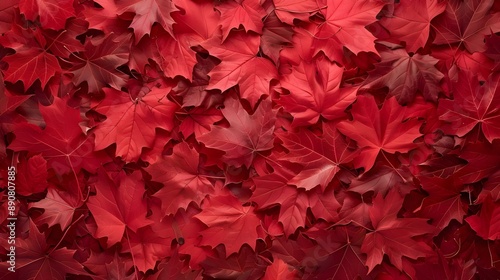 Aerial view of red maple leaves in autumn