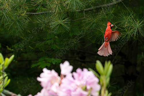 Red male cardinal with red feathers