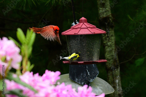 Red male cardinal with red feathers