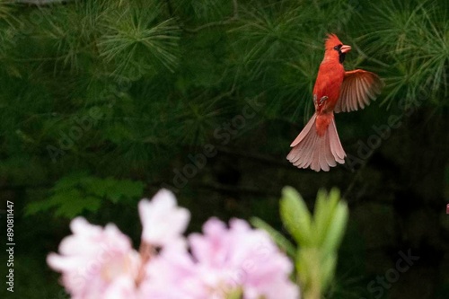 Red male cardinal with red feathers