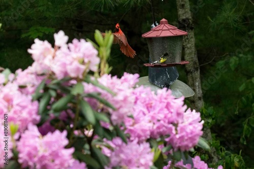 Red male cardinal with red feathers