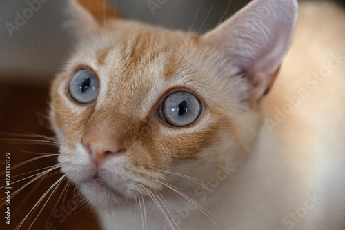 Wallpaper Mural portrait of a silly cat Torontodigital.ca