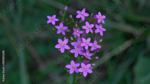 European Centaury in natural ambient (Centaurium erythraea) - (4K) photo