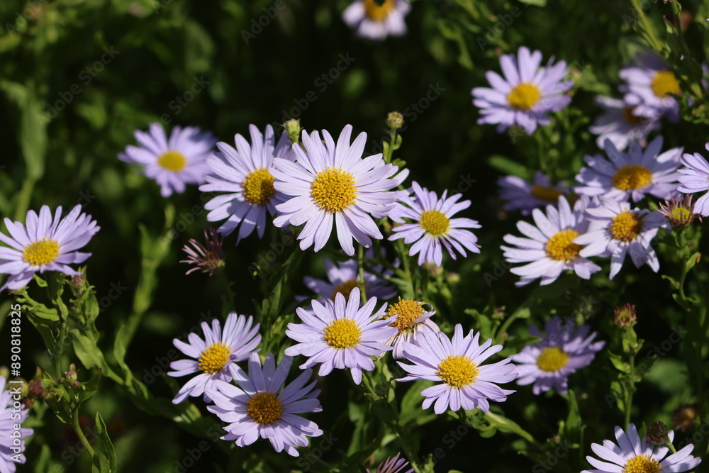 Sweden. Kalimeris (or the Kalimeris asters) is a genus of plants in the family Asteraceae. Sweden. Kalimeris (or the Kalimeris asters) is a genus of plants in the family Asteraceae.
