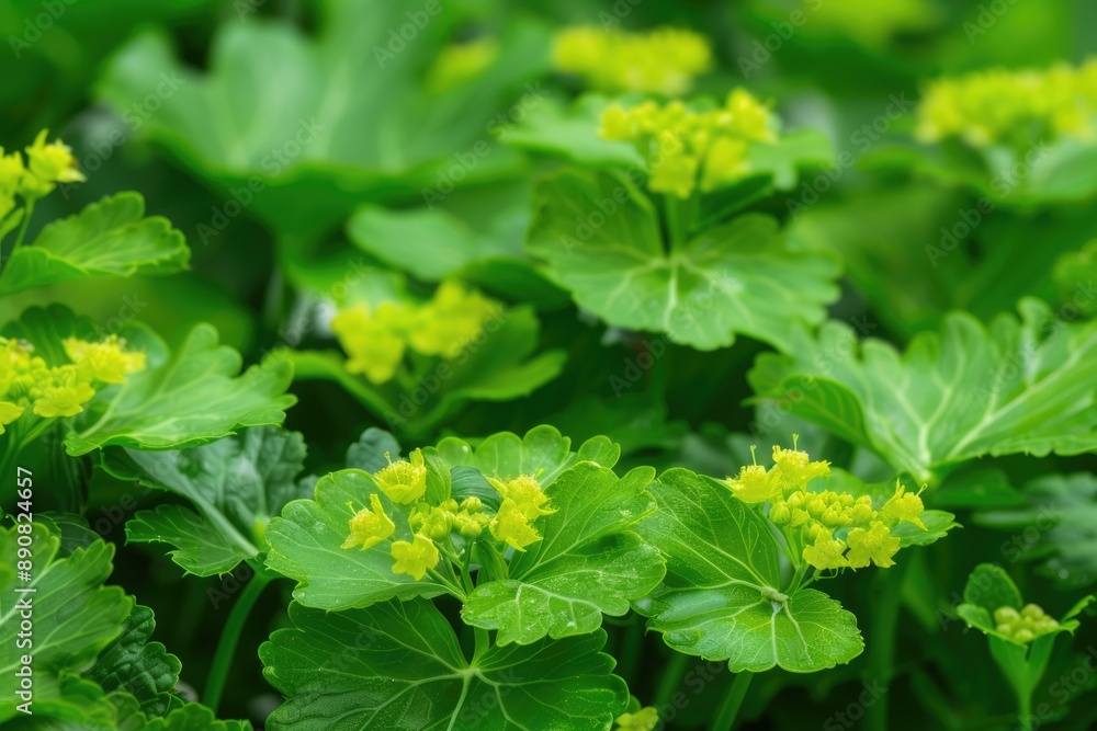 Lady's Mantle Herb. Medicative Herbal Alternative Remedy Plant with Delicate Flowers Lady's Mantle Herb. Medicative Herbal Alternative Remedy Plant with Delicate Flowers