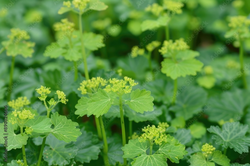 Lady's Mantle Herb - Medicative Flower Plant for Herbal Remedies Lady's Mantle Herb - Medicative Flower Plant for Herbal Remedies