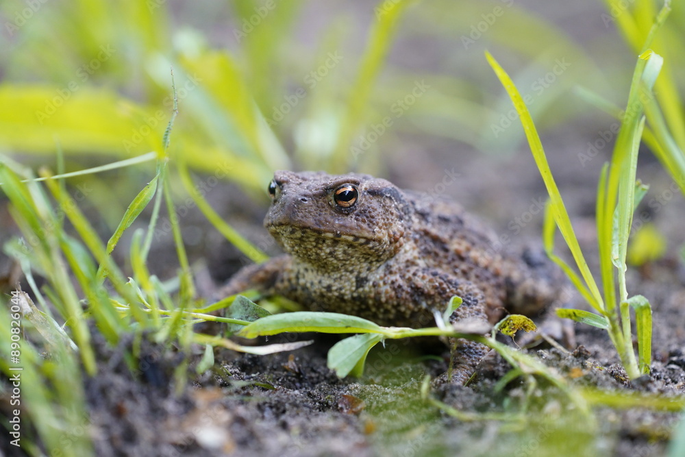 Obraz premium common toad
