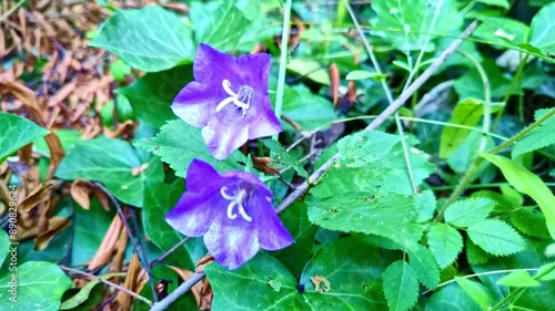 zwei violette Efeu Blüten, Nahaufnahme, Garten, heimische Pflanzen photo