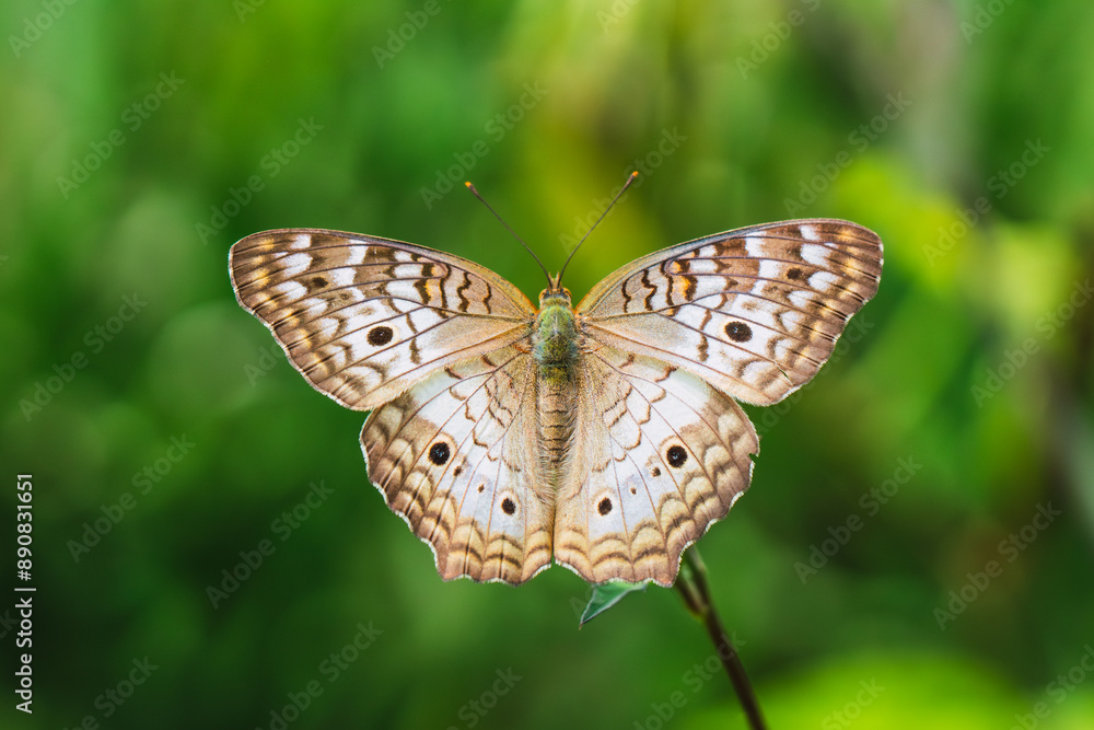 Obraz premium A white peacock butterfly with detailed wings rests on a green leaf, showcasing the intricate patterns and colors of its wings