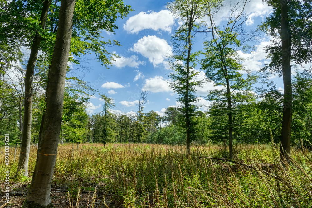 Fototapeta premium Lichtung im Diersfordter Wald bei Wesel