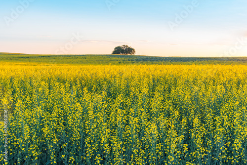 Field of yellow canola flowers at sunset in Alberta