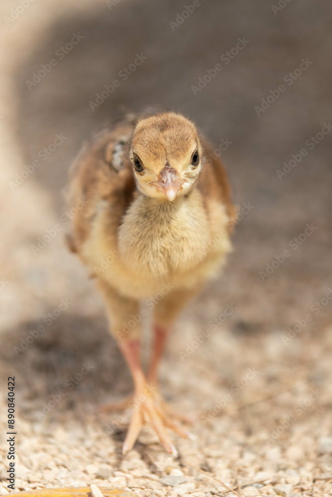 Fototapeta premium Pfau Küken