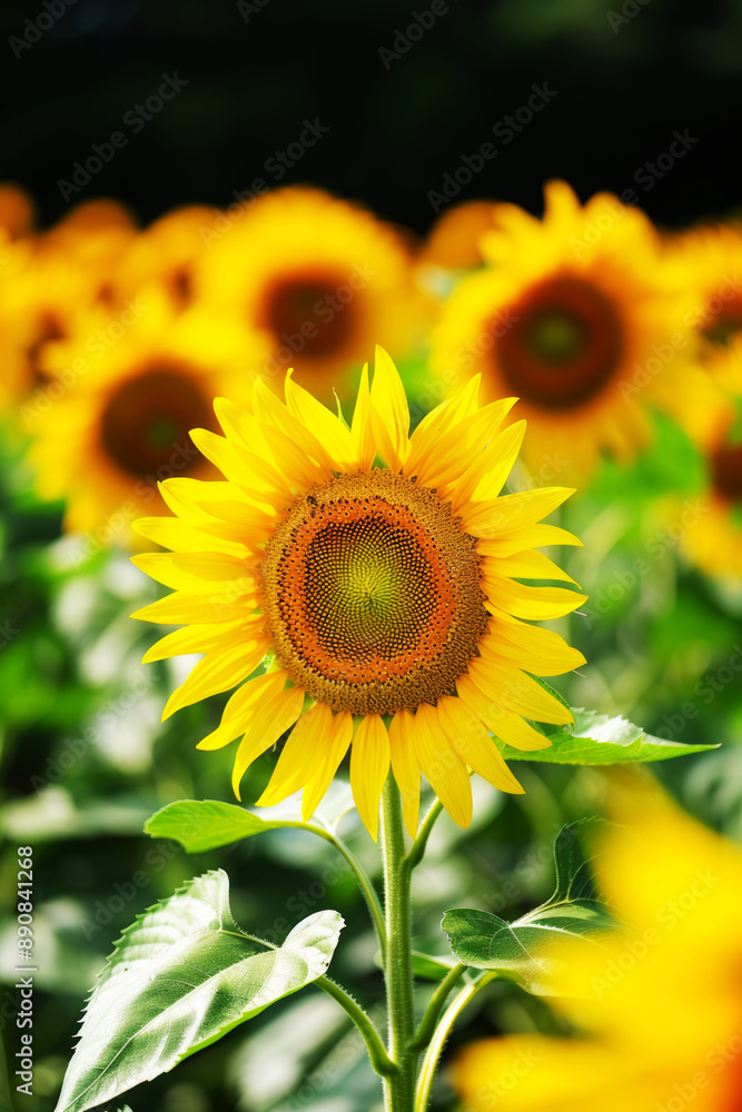 Obraz premium bright yellow sunflower on dark background, vertical picture