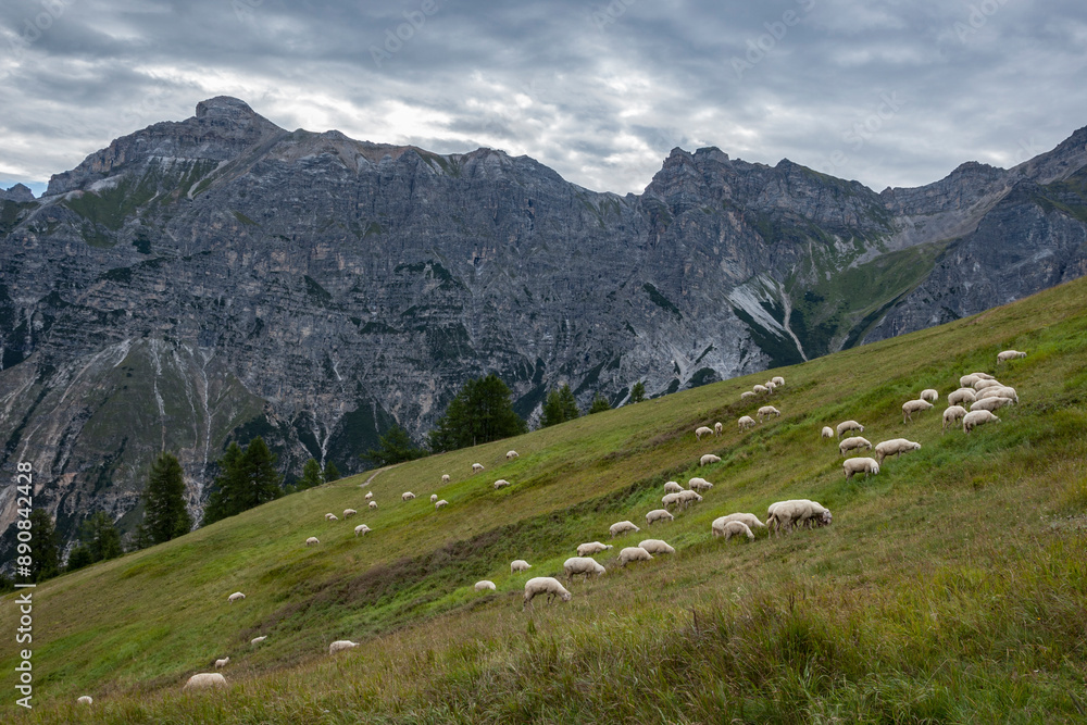 Fototapeta premium Sheep graze in a green meadow under the impressive Austrian Alps on a cloudy summer day, creating a serene and picturesque scene.