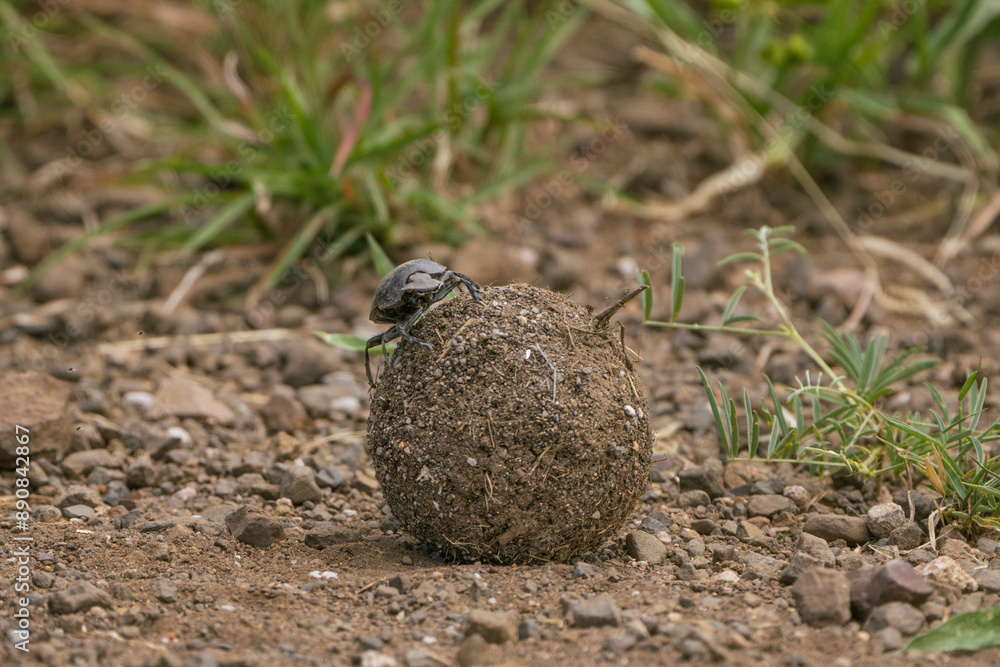 Obraz premium A male Dung Beetle sitting on his huge dung ball navigating, Kruger National Park.
