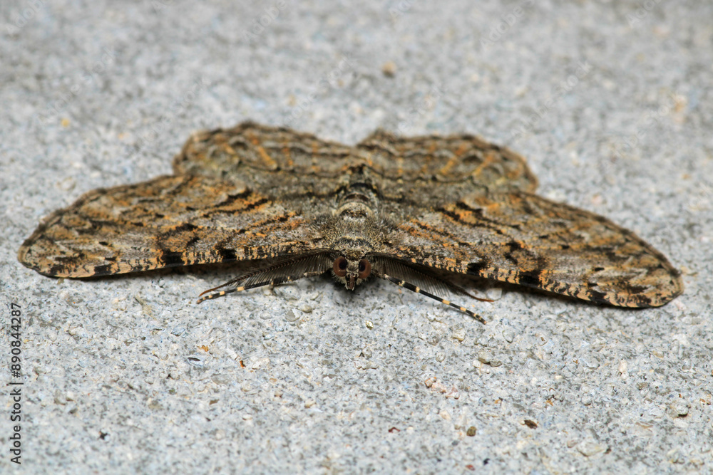 rivula sericealis insect moth macro photo rivula sericealis insect moth macro photo