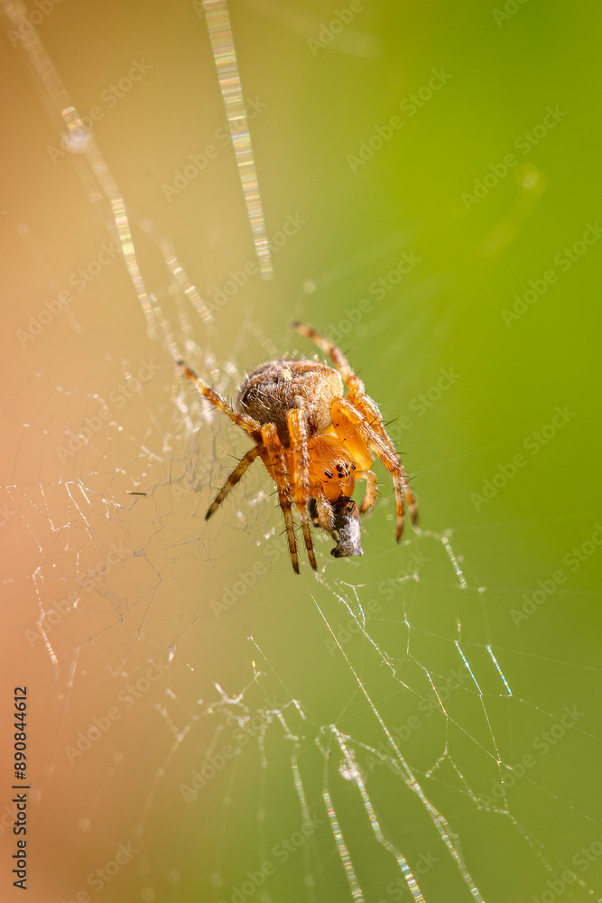 Macro close up of tiny spider suspended in web eating tinier insect, with diffused green bokah background Macro close up of tiny spider suspended in web eating tinier insect, with diffused green bokah background