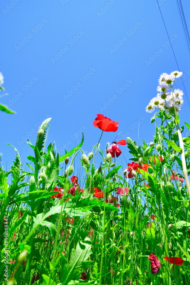 Obraz premium 老神温泉ポピー畑（群馬県）